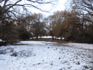 The Spinney, Yarningale Common